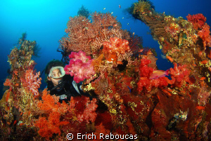 Exploring the amazing coral growth of the Liberty wreck by Erich Reboucas 